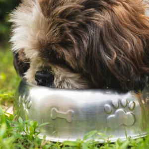 Slow-Feeder Bowl Set — Pet Supplies at Mega Sale
